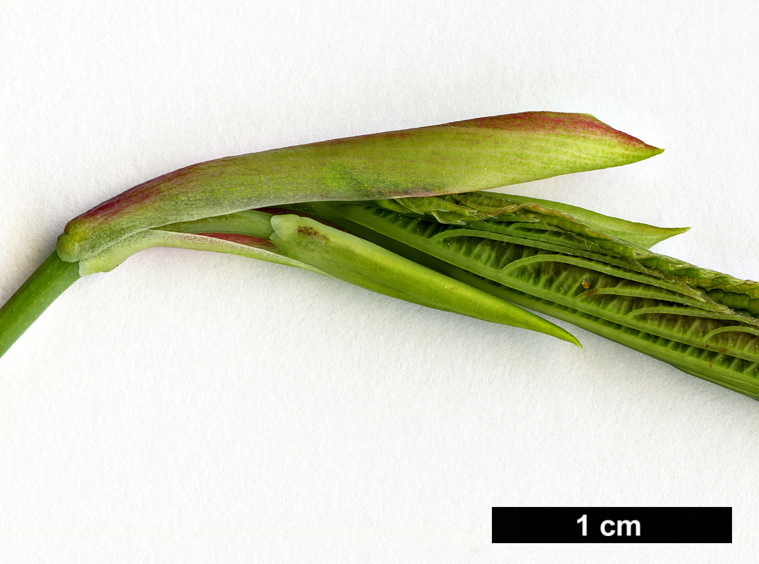 High resolution image: Family: Hamamelidaceae - Genus: Corylopsis - Taxon: sinensis - SpeciesSub: var. calvescens